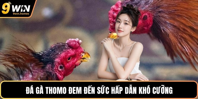 Đá gà Thomo đem đến sức hấp dẫn khó cưỡng