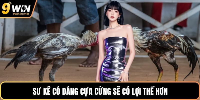 Sư kê có dáng cựa cứng sẽ có lợi thế hơn