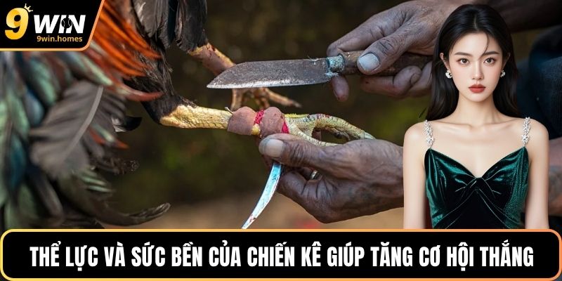 Thể lực và sức bền của chiến kê giúp tăng cơ hội thắng